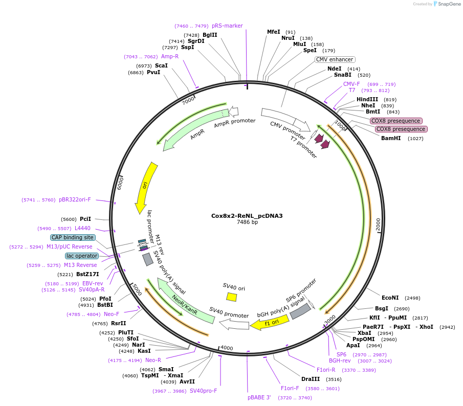 89533-plasmid-map-sequence-id-176634