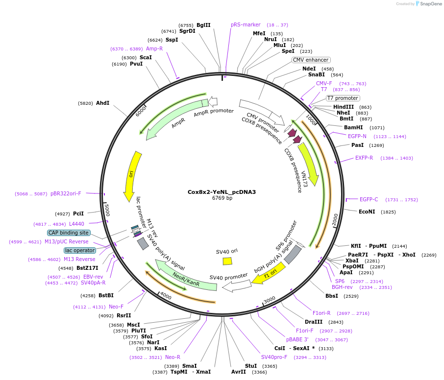 89517-plasmid-map-sequence-id-176635