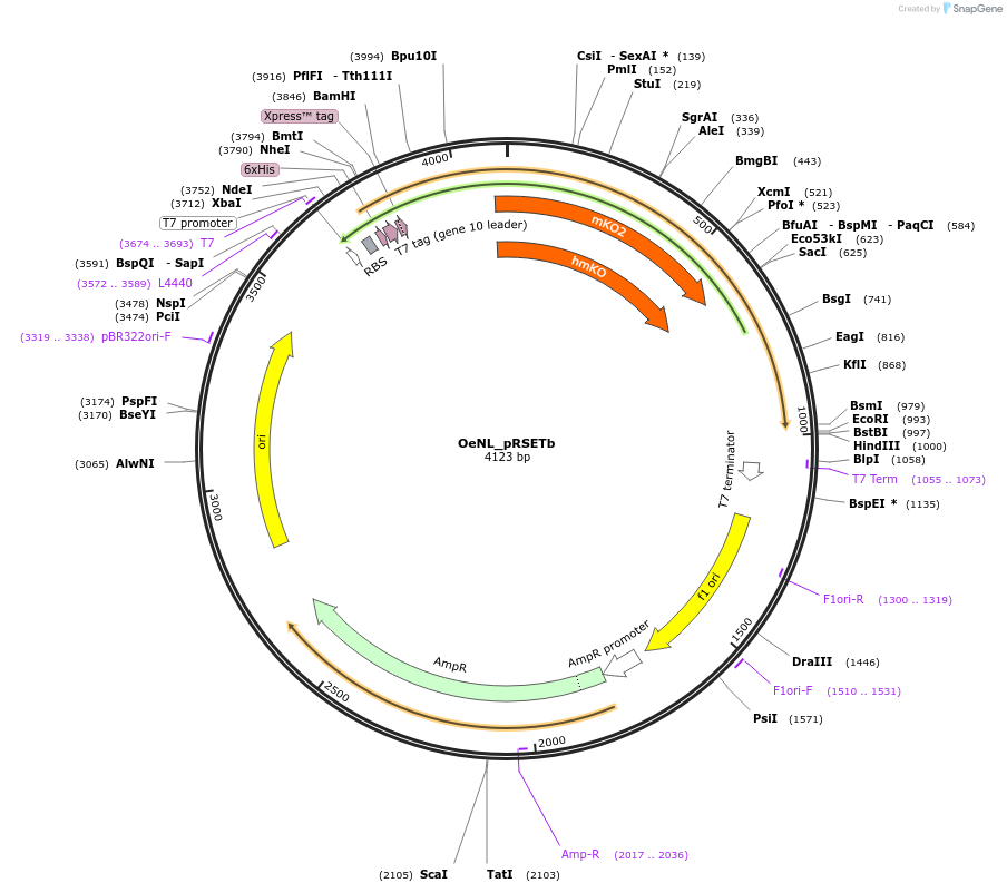 89529-plasmid-map-sequence-id-176636