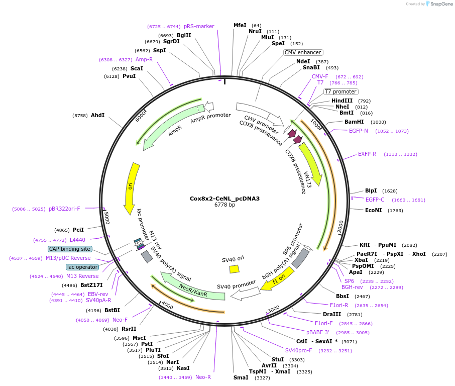 89513-plasmid-map-sequence-id-176637