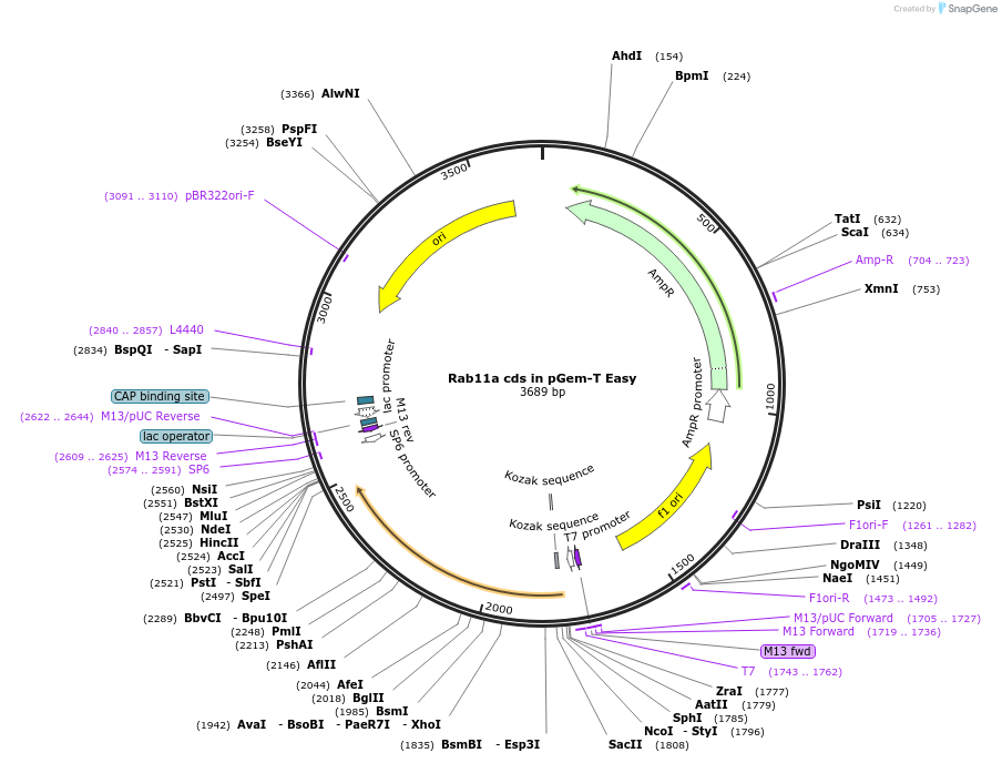 80529-plasmid-map-sequence-id-176639