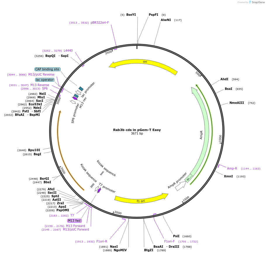 80503-plasmid-map-sequence-id-176646