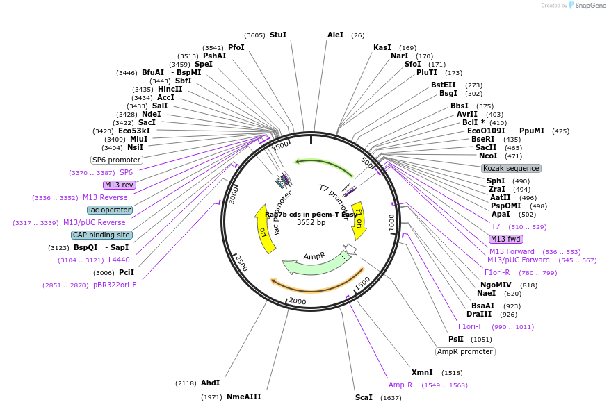 80523-plasmid-map-sequence-id-176658