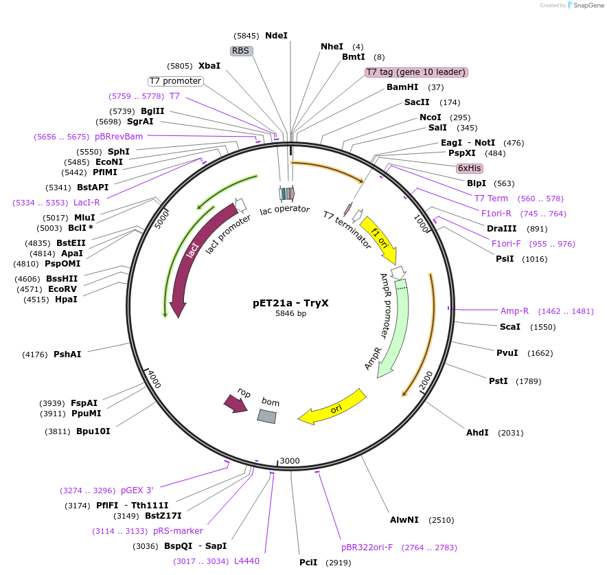 89623-plasmid-map-sequence-id-176706