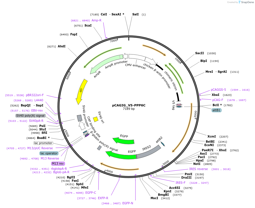 92013-plasmid-map-sequence-id-176784
