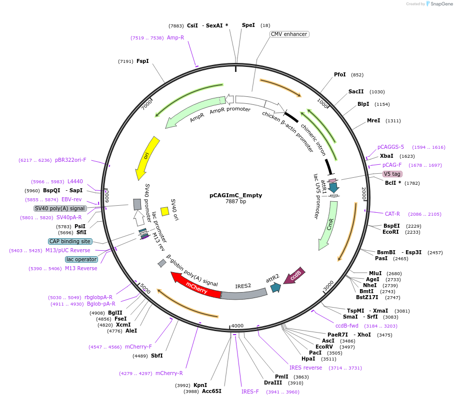 92015-plasmid-map-sequence-id-176786