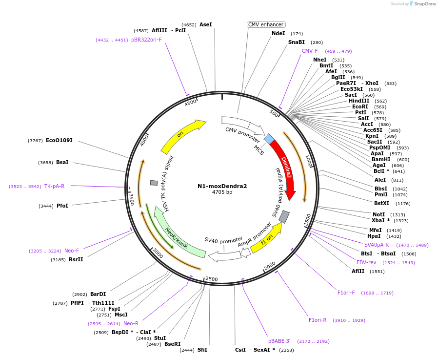 89792-plasmid-map-sequence-id-176795