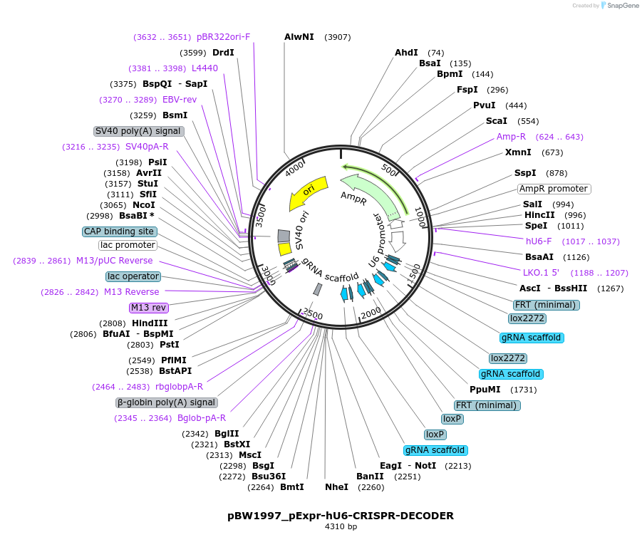 87549-plasmid-map-sequence-id-176803