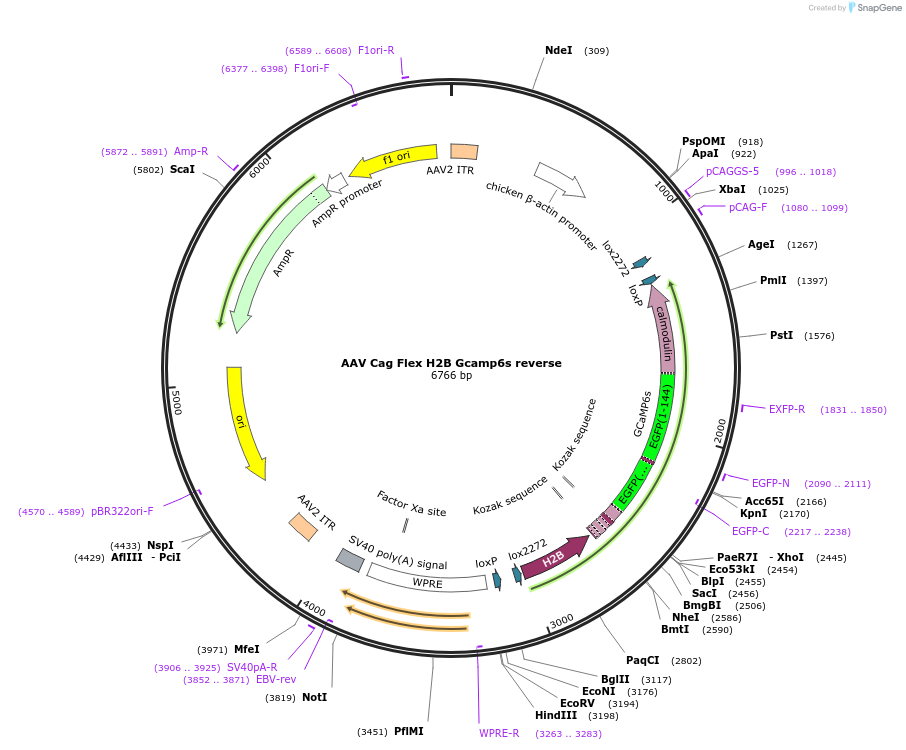74157-plasmid-map-sequence-id-176823