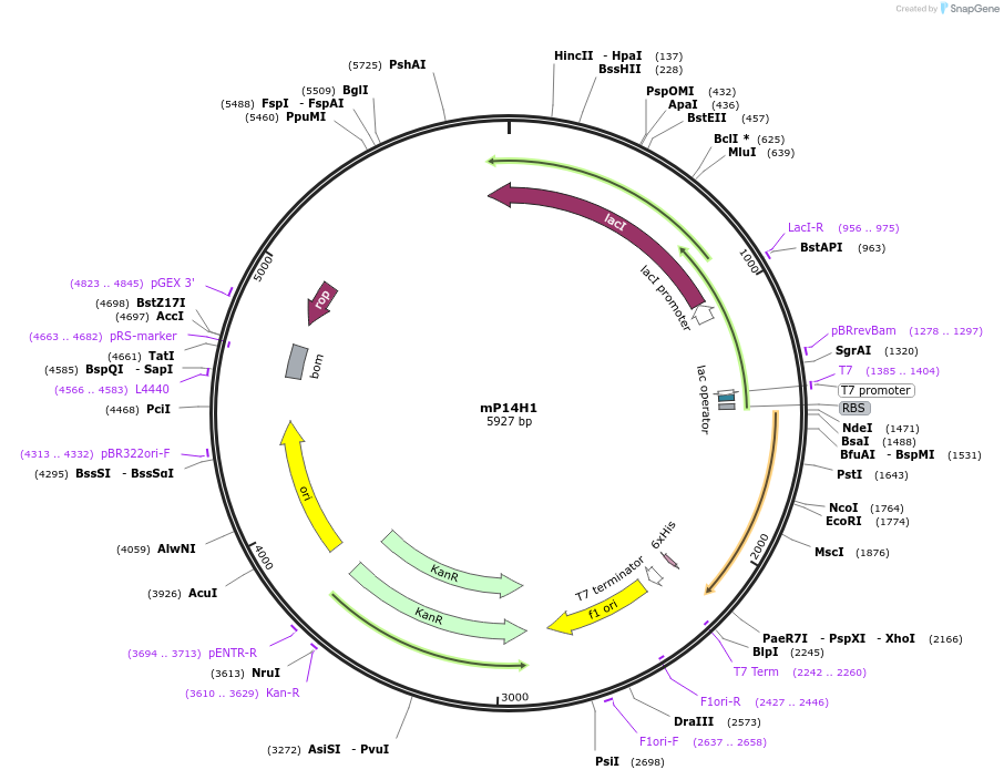84369-plasmid-map-sequence-id-176828