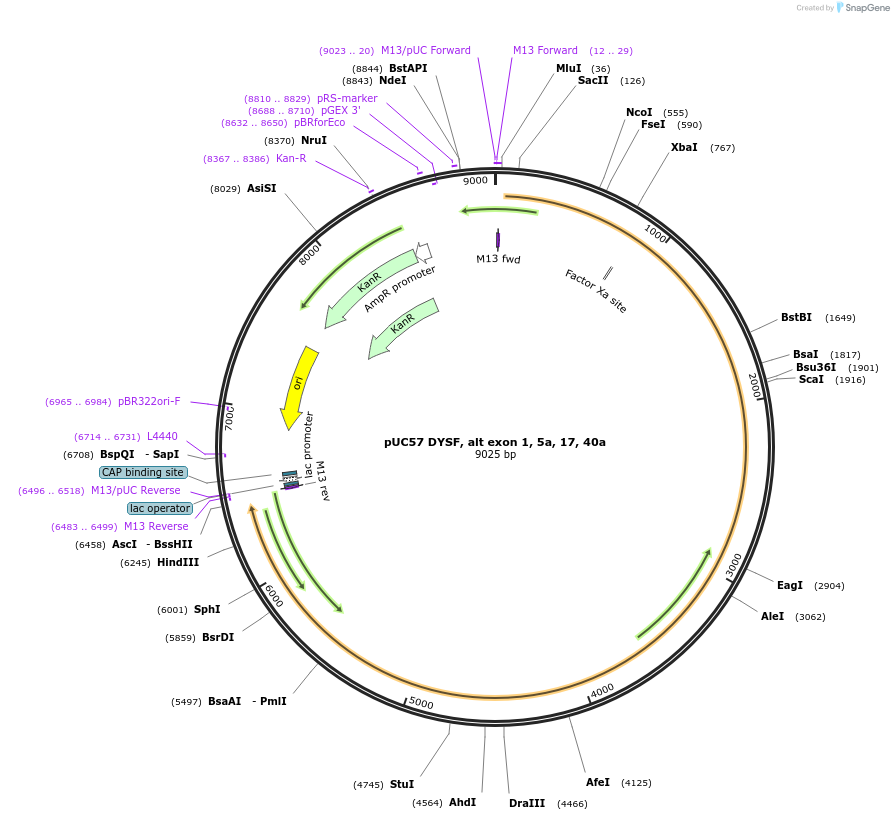 87895-plasmid-map-sequence-id-176844
