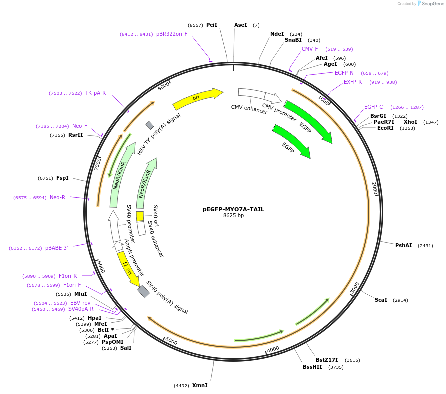 89585-plasmid-map-sequence-id-176846
