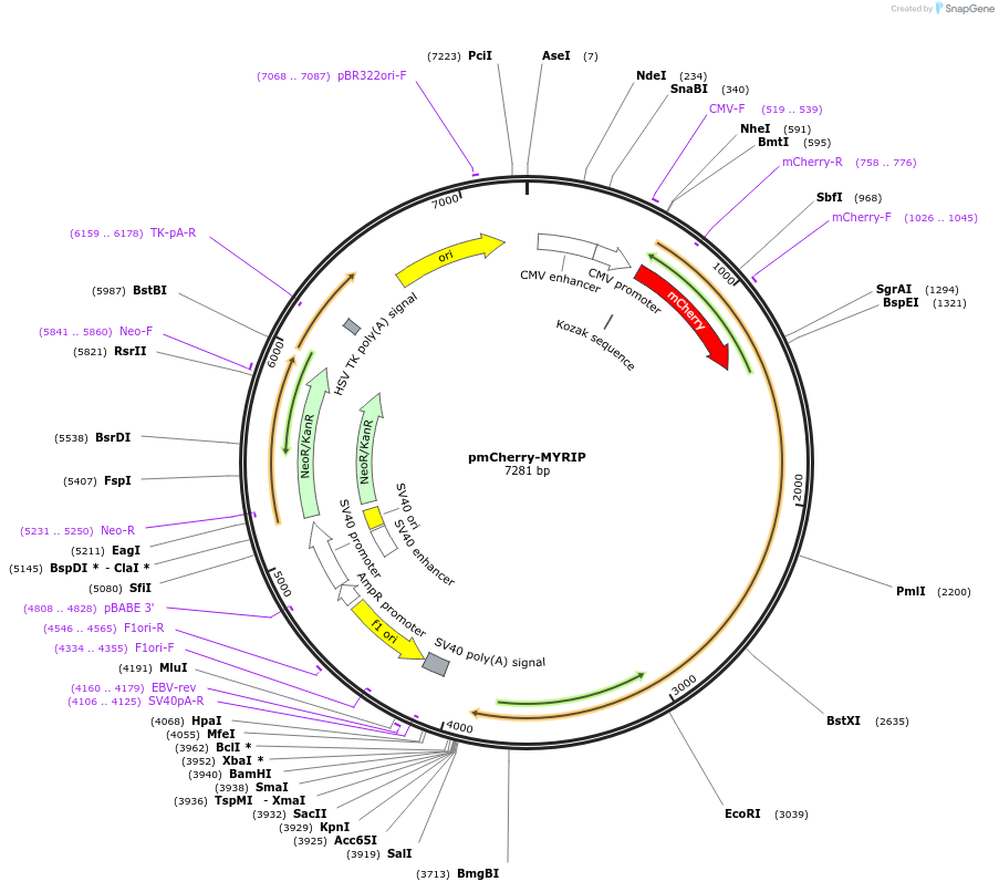 89586-plasmid-map-sequence-id-176847