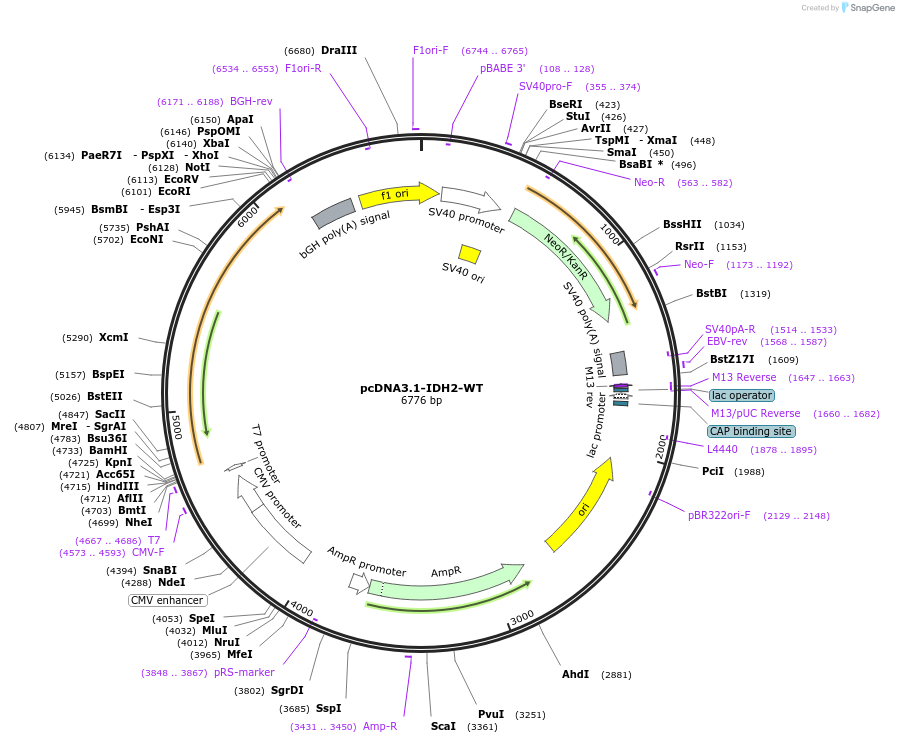 87926-plasmid-map-sequence-id-176865