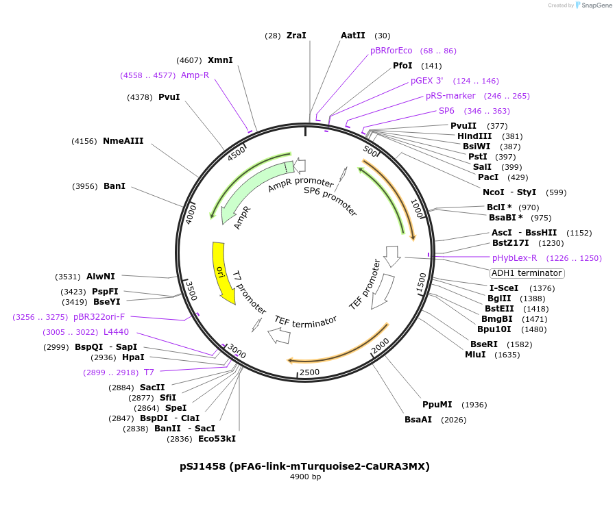 86424-plasmid-map-sequence-id-176876