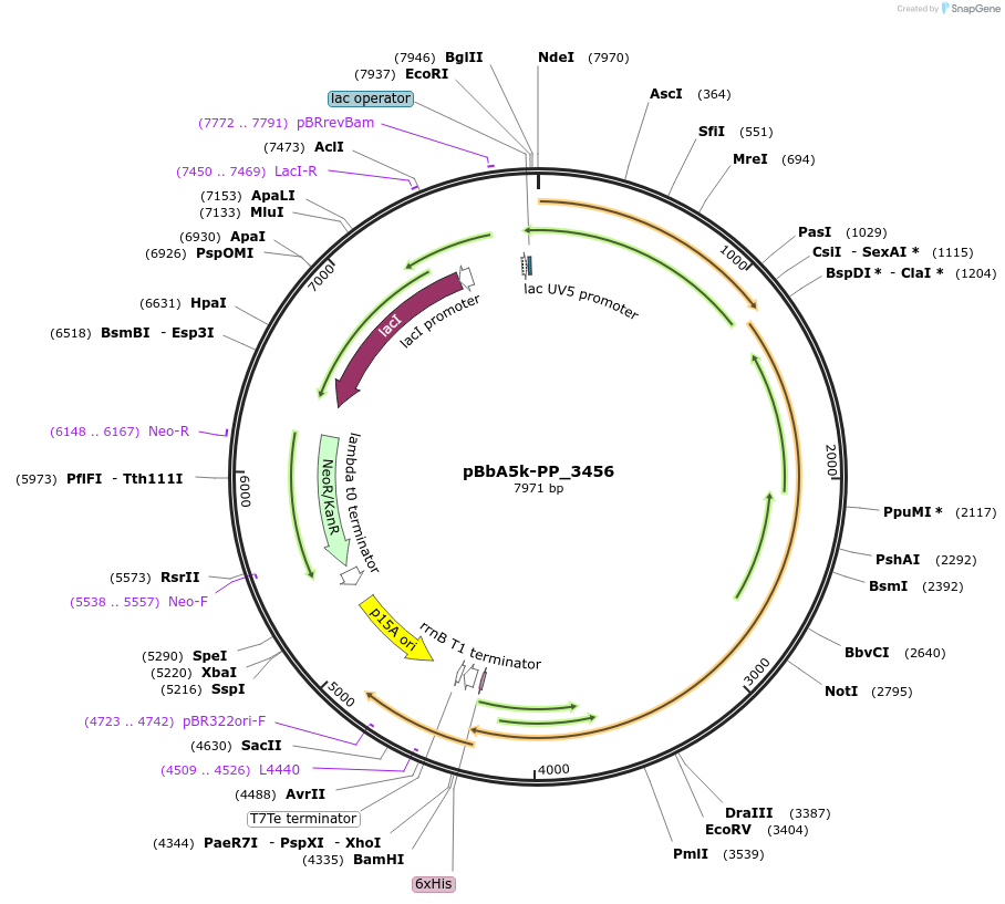86199-plasmid-map-sequence-id-176877