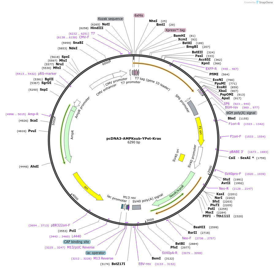84638-plasmid-map-sequence-id-176882