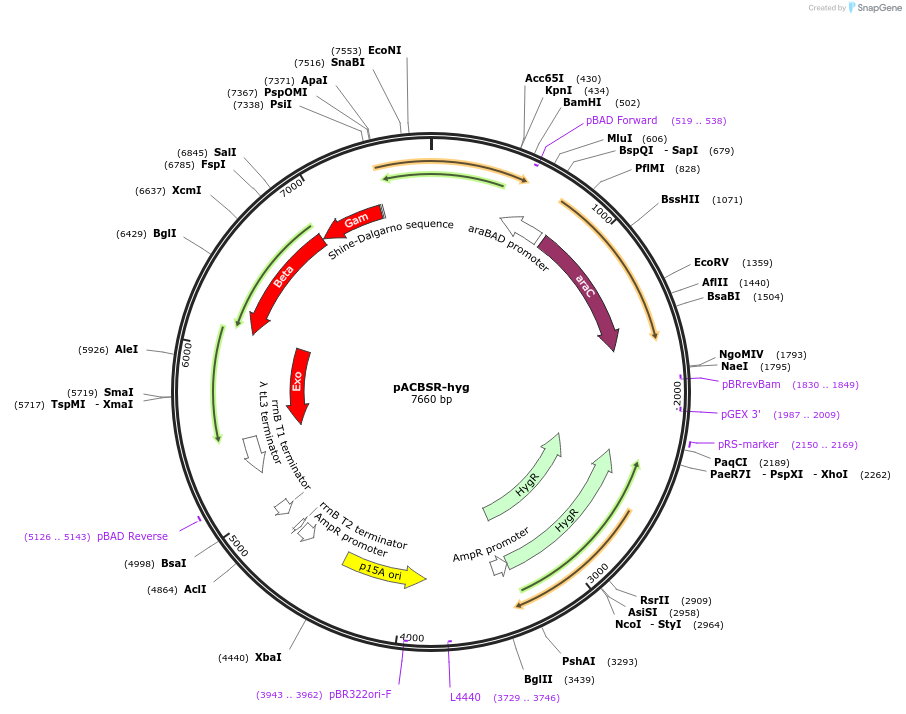 87830-plasmid-map-sequence-id-176906