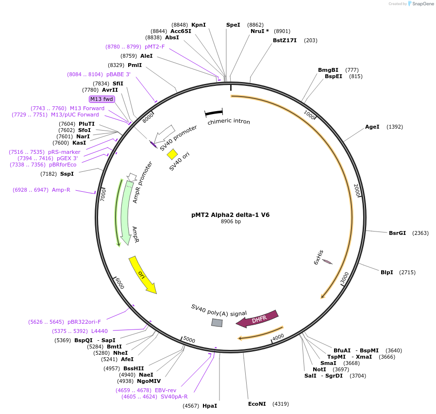 89894-plasmid-map-sequence-id-176915