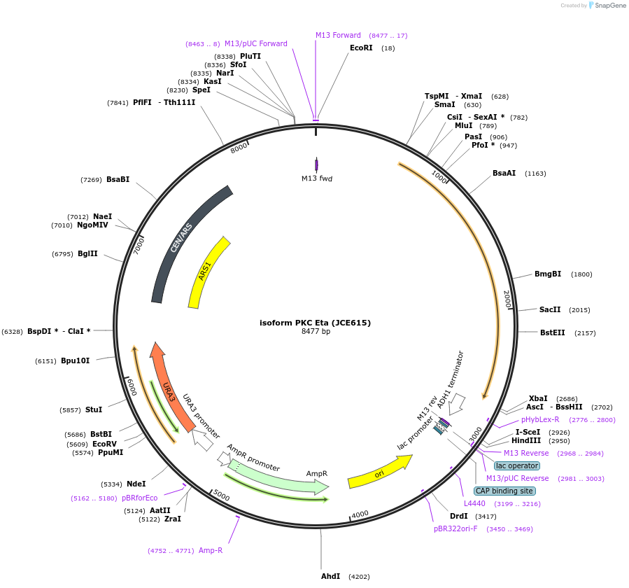 89774-plasmid-map-sequence-id-176917