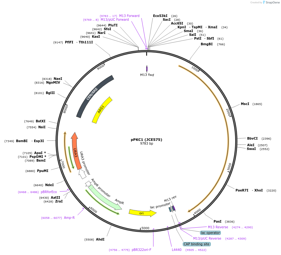 89773-plasmid-map-sequence-id-176918