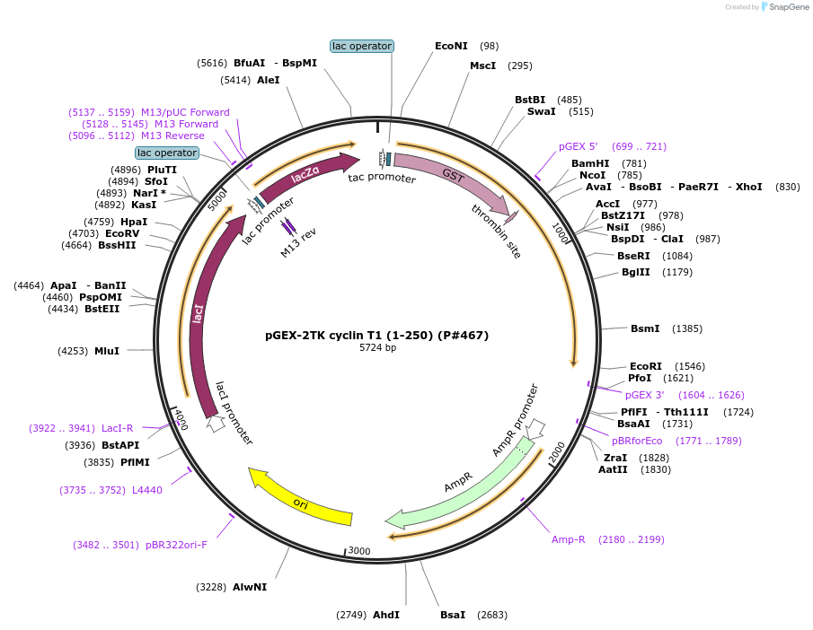 14606-plasmid-map-sequence-id-176944