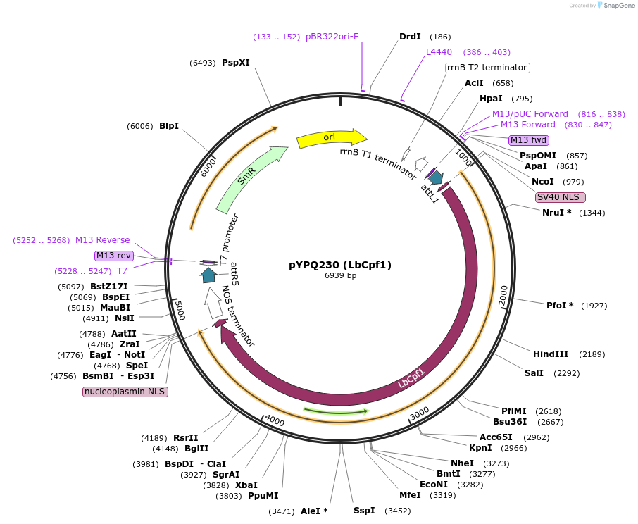 86210-plasmid-map-sequence-id-176950