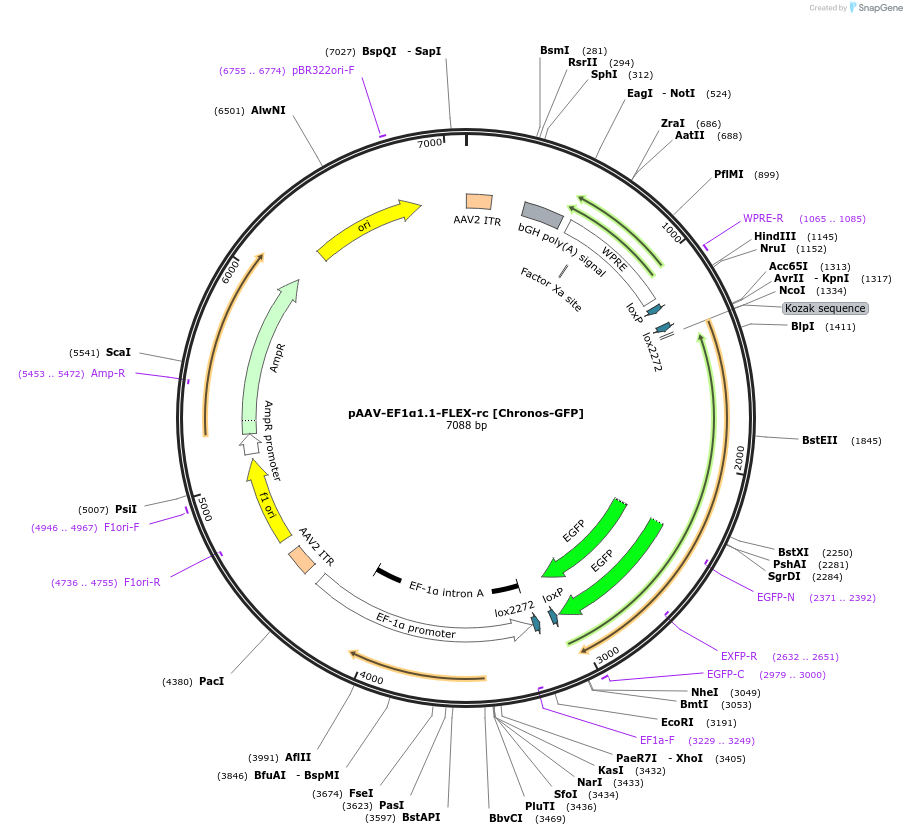 84485-plasmid-map-sequence-id-176951