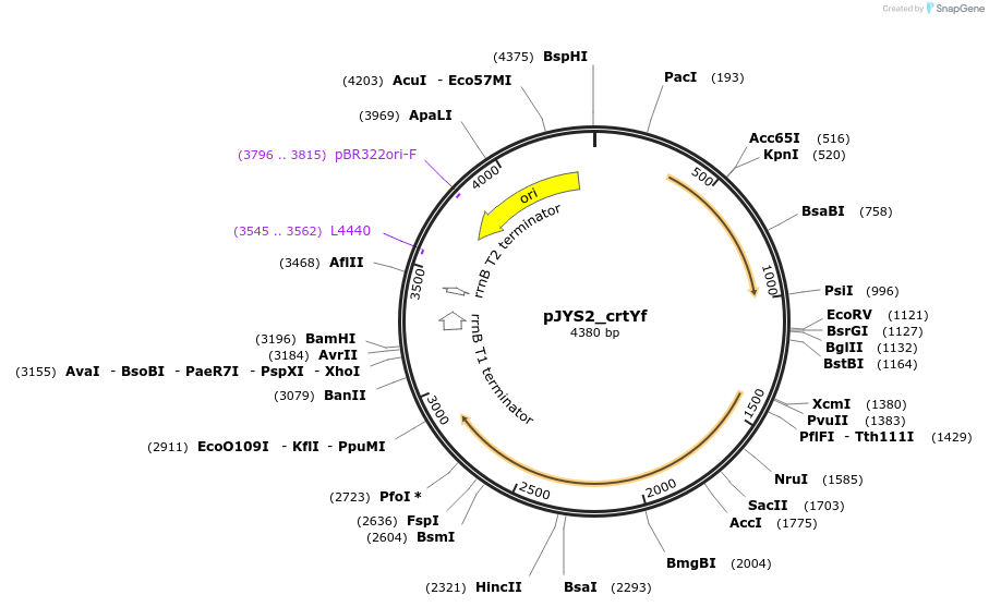 85544-plasmid-map-sequence-id-176965