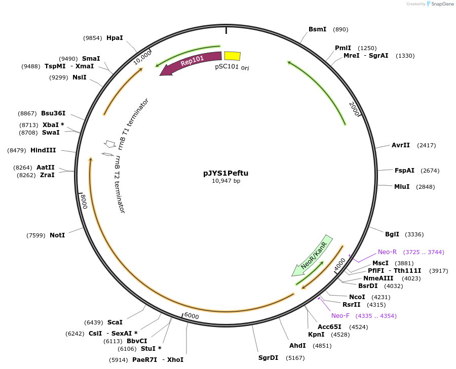 85546-plasmid-map-sequence-id-176968