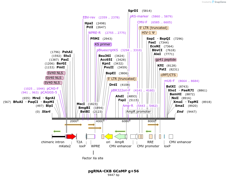 177005_map