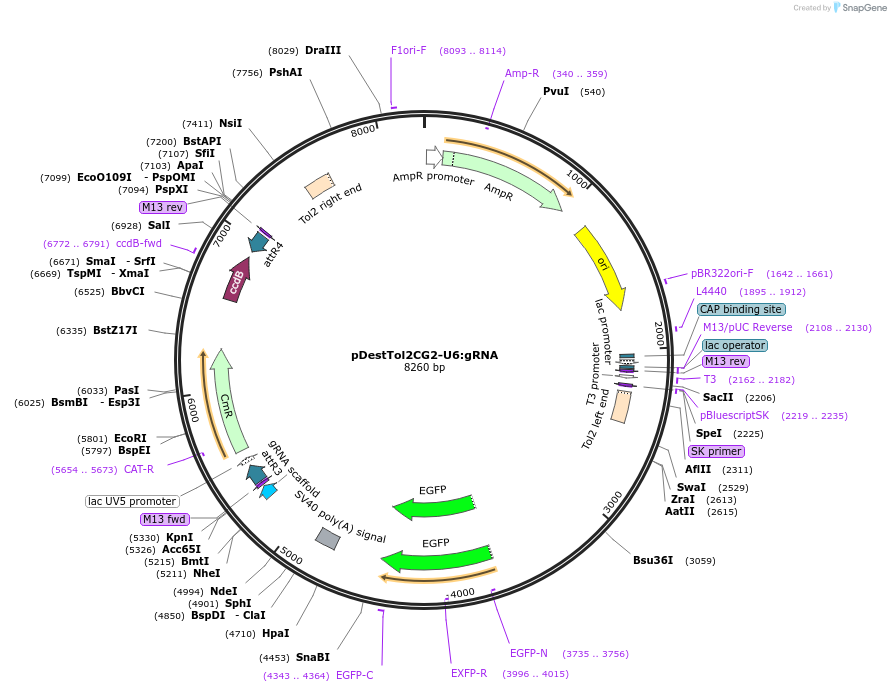 63156-plasmid-map-sequence-id-177022