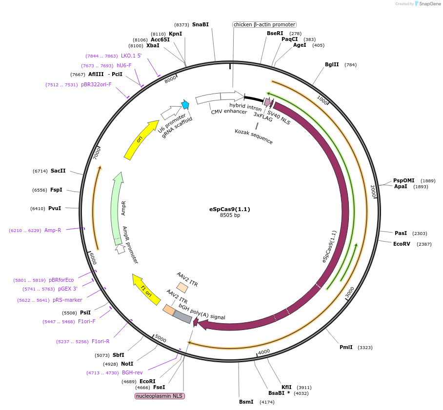 71814-plasmid-map-sequence-id-177023