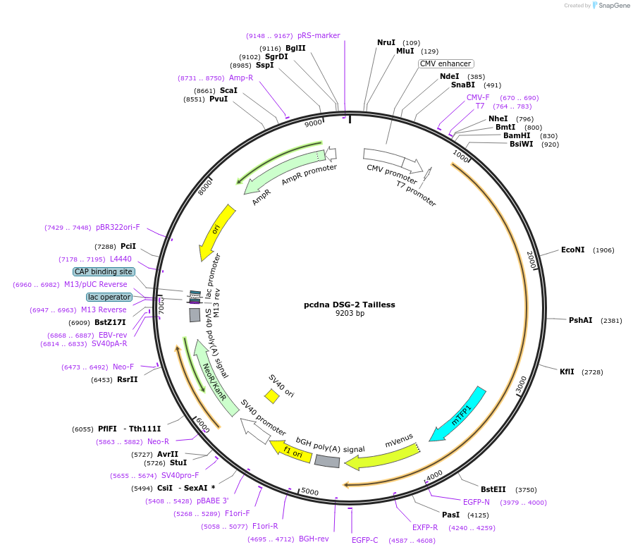 89466-plasmid-map-sequence-id-177028