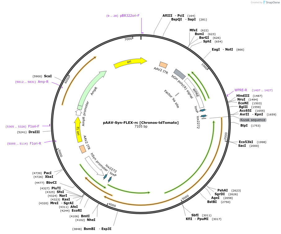 84481-plasmid-map-sequence-id-177035