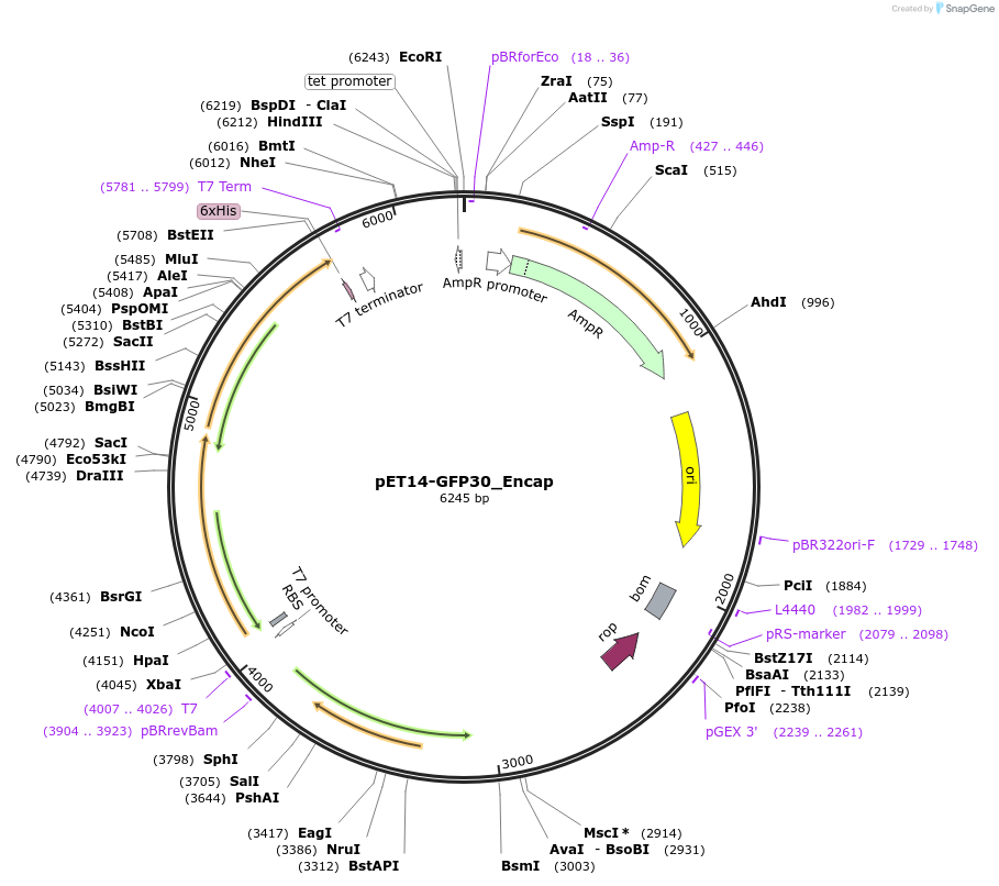 86406-plasmid-map-sequence-id-177037