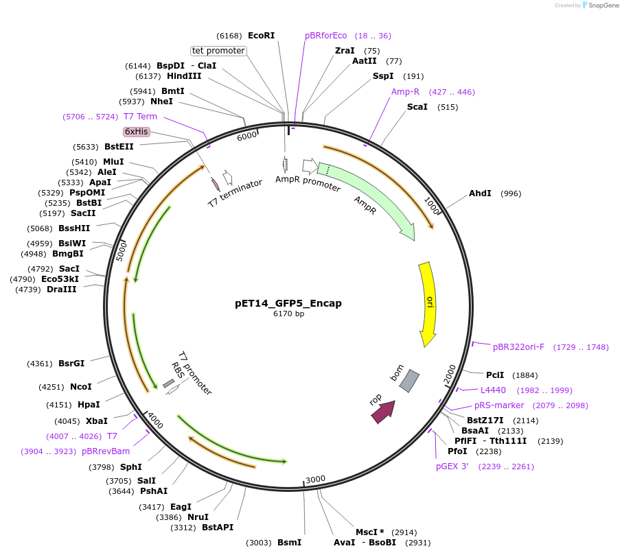 86408-plasmid-map-sequence-id-177042