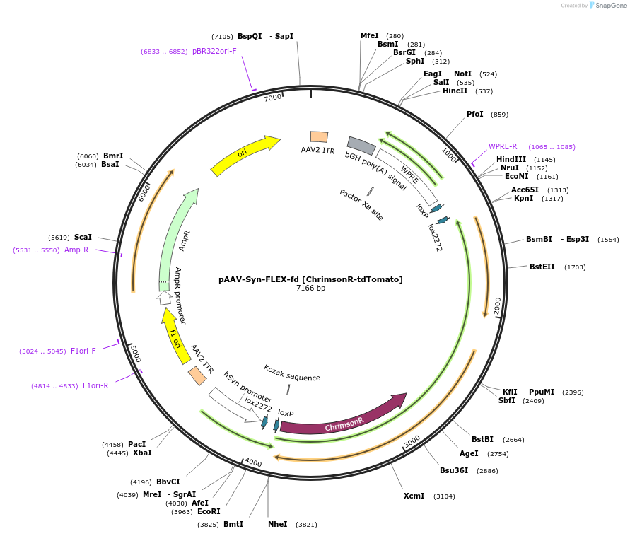 84483-plasmid-map-sequence-id-177044