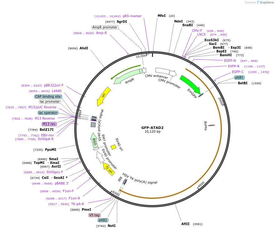 65370-plasmid-map-sequence-id-177053