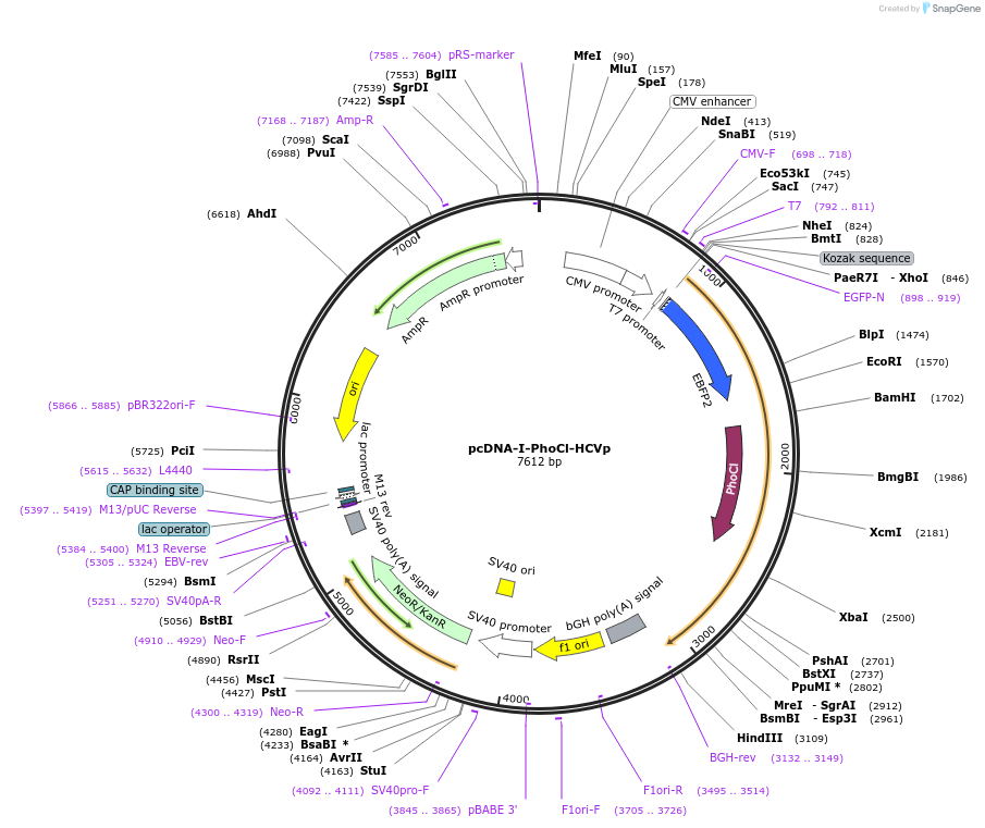 87697-plasmid-map-sequence-id-177056