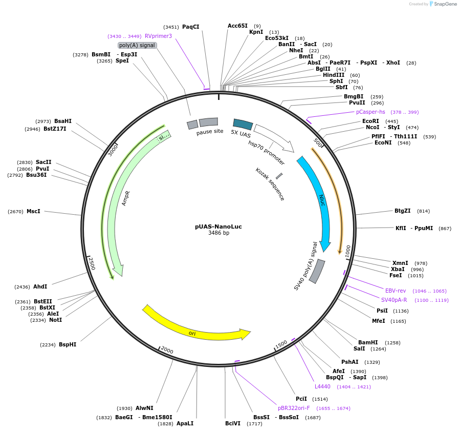 87696-plasmid-map-sequence-id-177060