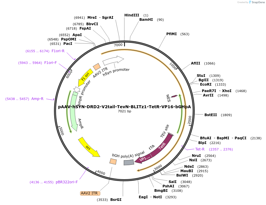 89874-plasmid-map-sequence-id-177078