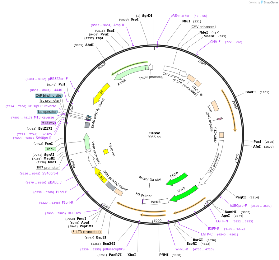 14883-plasmid-map-sequence-id-177094