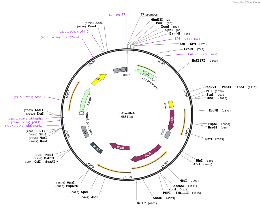 89698-plasmid-map-sequence-id-177095