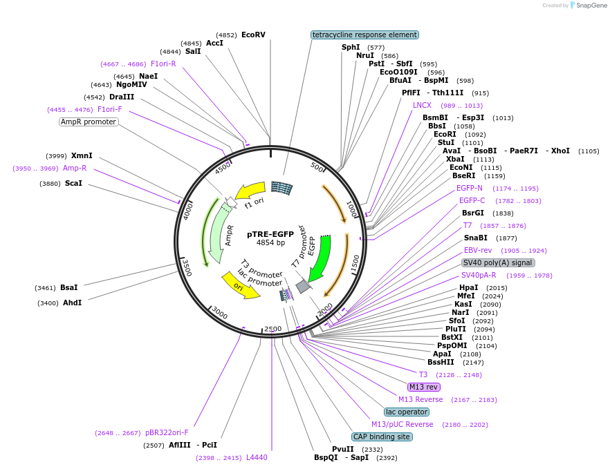 89871-plasmid-map-sequence-id-177097