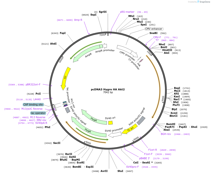 16000-plasmid-map-sequence-id-177098