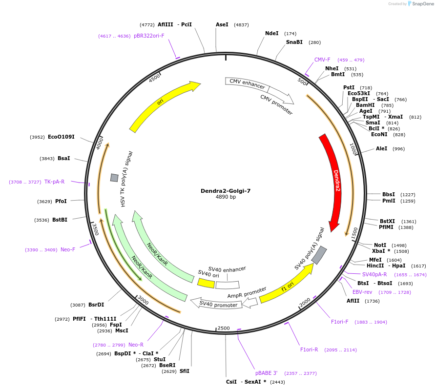 57722-plasmid-map-sequence-id-177107