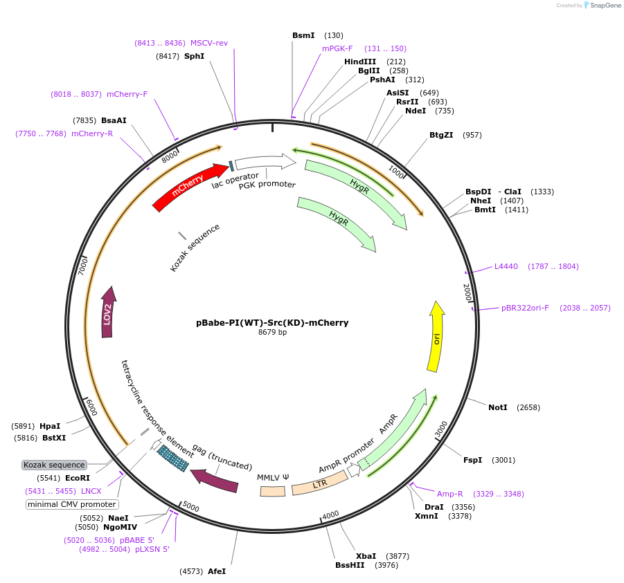 87358-plasmid-map-sequence-id-177115