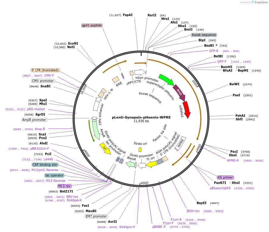 70111-plasmid-map-sequence-id-177119