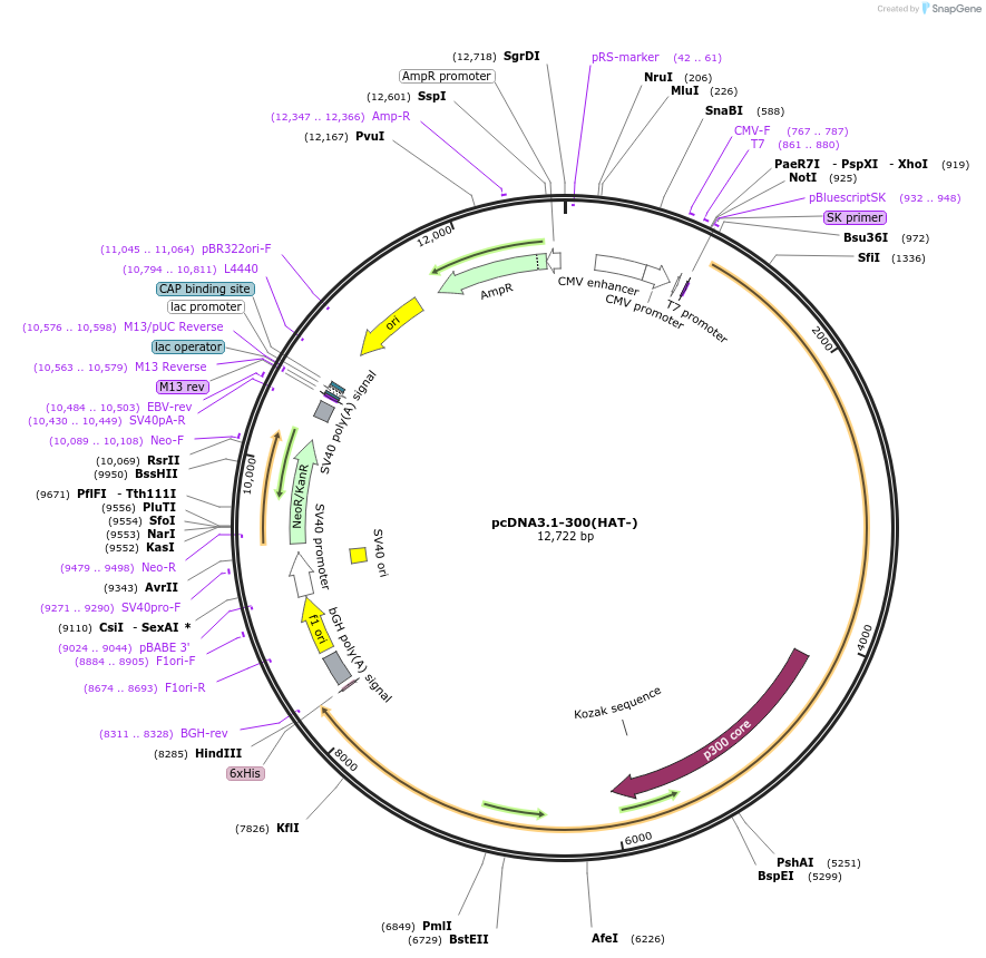 23254-plasmid-map-sequence-id-177121